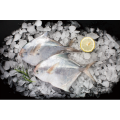 Fresh Frozen Pomfret Wholesale